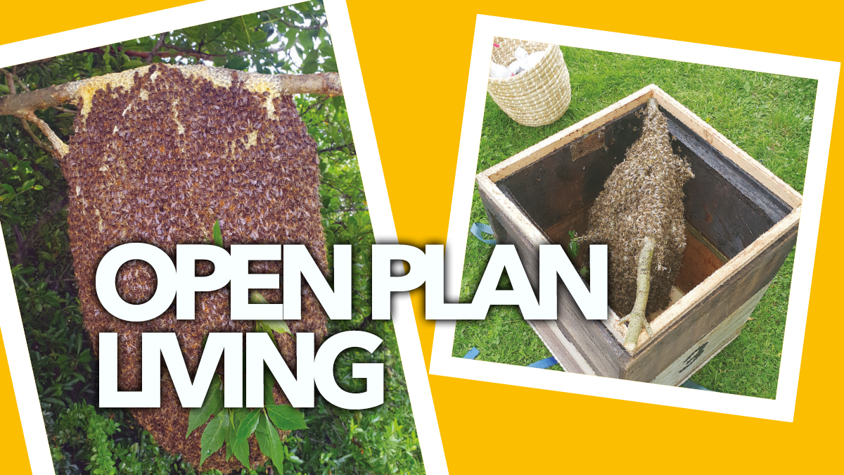 open plan living ABM pest control 2 open plan living ABM pest control 2